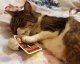 Kot Szarak pyszczkiem kampanii reklamowej gry Super Farmer the card game